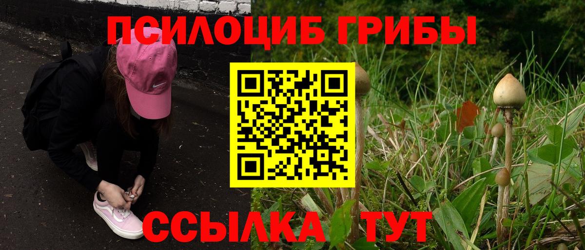 Псилоцибиновые грибы Psilocybe Котельники